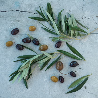 Olives and green branch on a gray background.