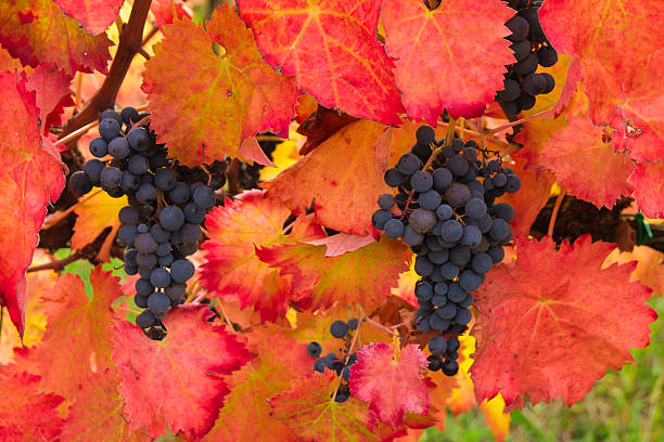 Wine Grapes on the Vine in Autumn Ready for Harvest 