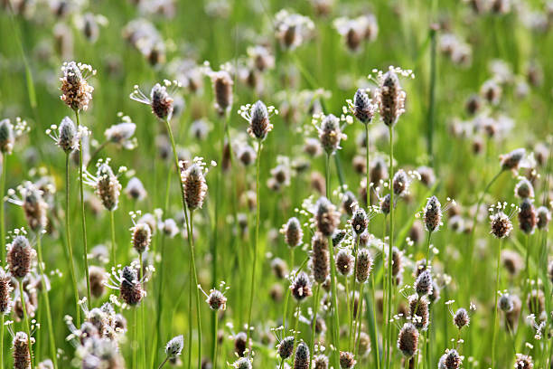 Plantain (Plantago lagopus) flowering in the meadow among herbs. Taken with a small depth of field
