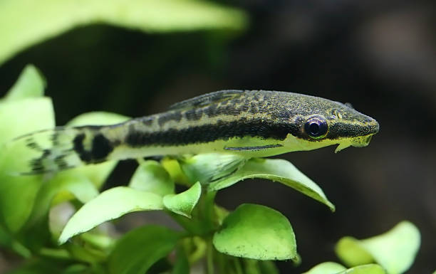 istock Otocinclus in planted aquarium 512407148