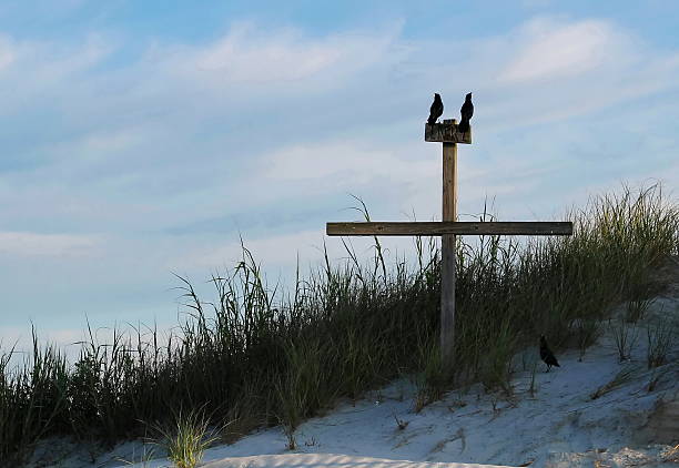 Looking to Heaven Fish Crows perched on the Wooden Cross looking up to Heaven at Sunset Beach, North Carolina. fish crow stock pictures, royalty-free photos & images