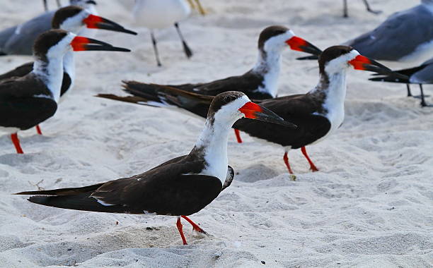 skimmers negro - port richey fotografías e imágenes de stock