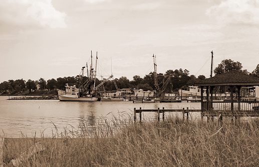 Photographed at Sneads Ferry, North Carolina.