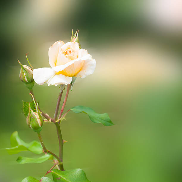роза - morgan rose стоковые фото и изображения