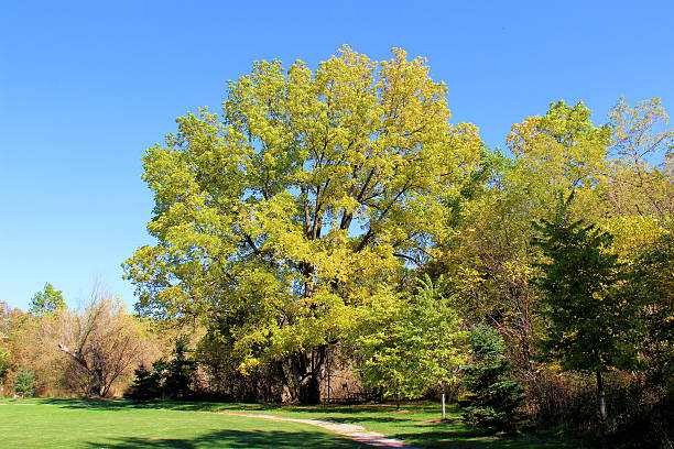 chêne géant tree - glade forest oak tree tree photos et images de collection