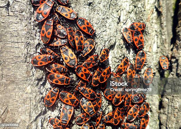 Firebug Pattern Firebug Insects Stock Photo - Download Image Now - Animal, Animal ...
