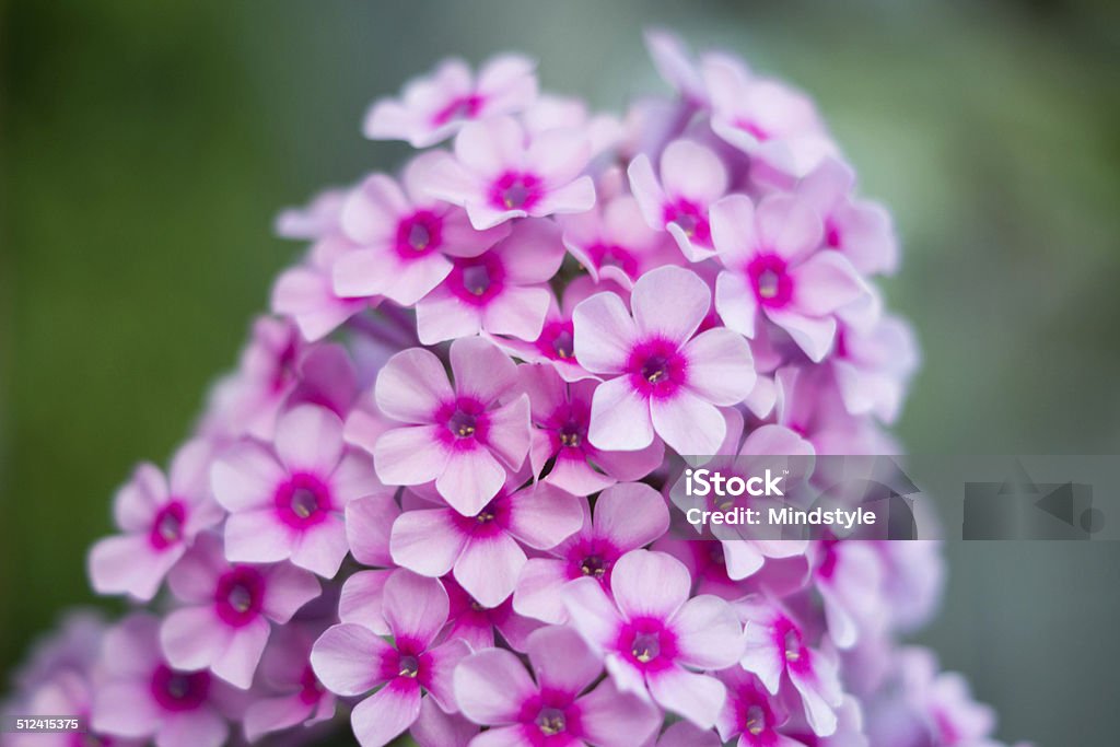 Pink phlox Pink phlox in the garden Beauty In Nature Stock Photo