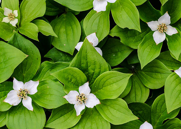 istock Flowering Dogwood 512415733