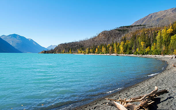 The shoreline of Kenai Lake, close to a burn area, on the Kenai Peninsula in Alaska.