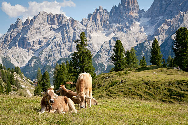 istock Cows on the European Alps 512416533