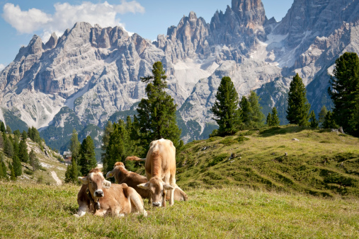 Cows on the European Alps. A cow is standing at an alpine meadow in the European Alps. Was seen in the Schnalstal Valley, South Tyrol.