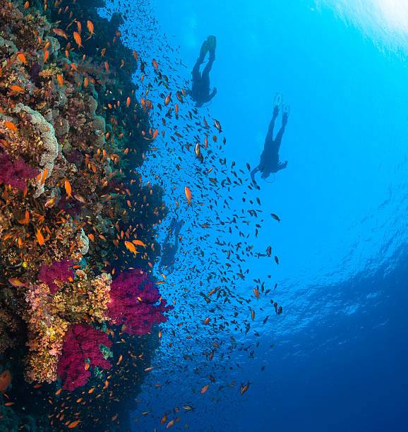 istock Coral Reef Fish and SCUBA Divers 512416993