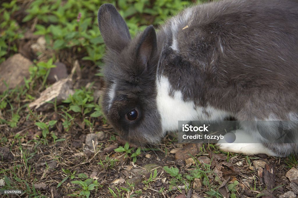 Rabbit A gray and white rabbit eating. Animal Stock Photo