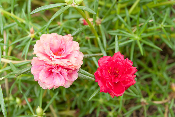 istock Coral and red rose moss 512417091