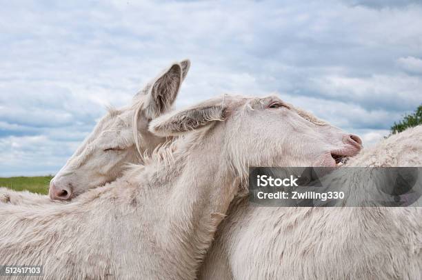 White Donkey Pair Grooming Stock Photo - Download Image Now - Closed, Overcast, Animal