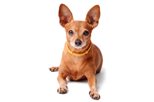 Miniature pinscher isolated on a white background