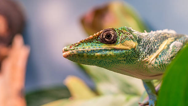 Knight anole (Anolis equestris) from the side looking up Knight anole (Anolis equestris) from the side looking up polychrotidae stock pictures, royalty-free photos & images