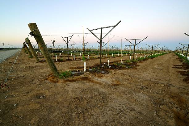 vinhedo san joaquin valley da califórnia - san joaquin valley - fotografias e filmes do acervo