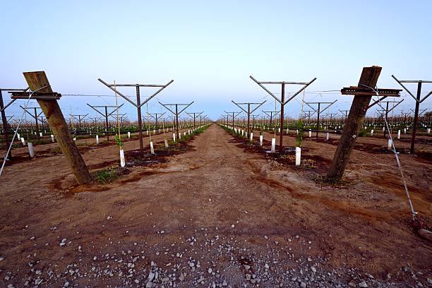 vinhedo san joaquin valley da califórnia - san joaquin valley - fotografias e filmes do acervo