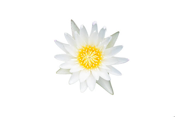 white water lily - lotus water lily isolated lily stock-fotos und bilder