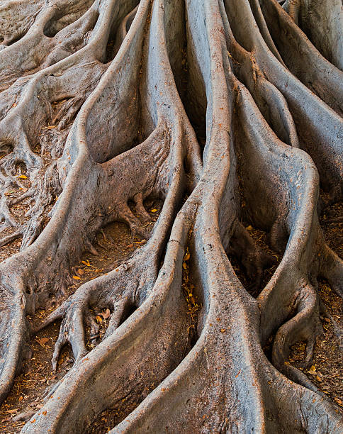istock Exotic Roots of a Bay Fig Tree 512418965
