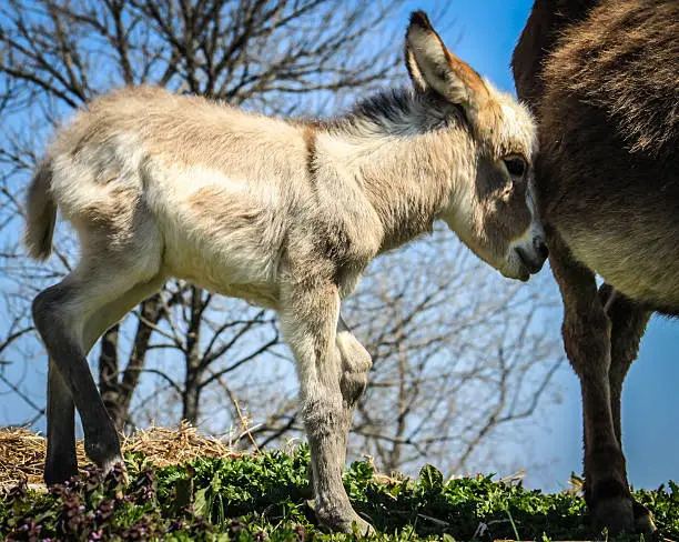 Fuzzy baby burro with long laid-back ears nudging his mother