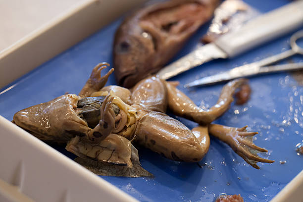 Anisakis fish parasite