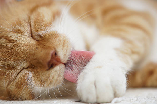 It is a brown cat that grooms.