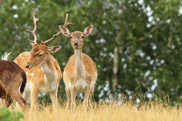 istock male and female fallow deers 512420507