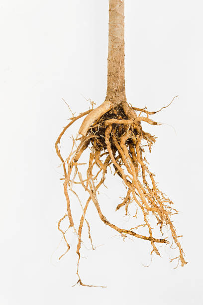 planta de raiz - root hair imagens e fotografias de stock
