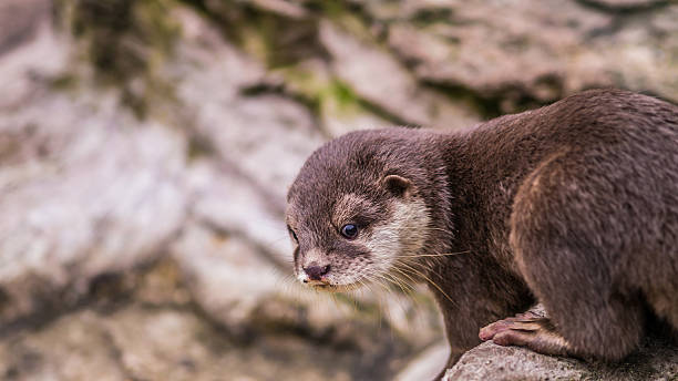 European otter stock photo