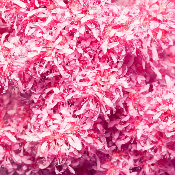 istock Beautiful pink flower background 512421923