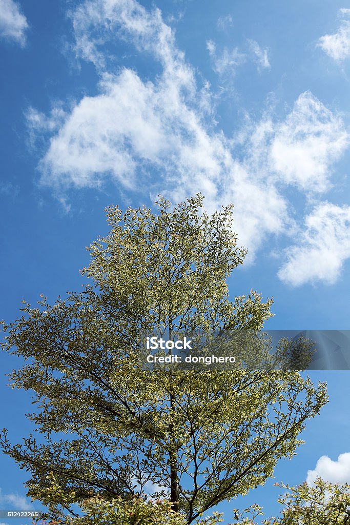Tree Top Photography Tree Top Stock Photo - Download Image Now - Autumn, Backgrounds, Blue ...