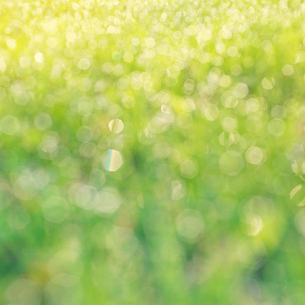 istock drops of dew on a green grass bokeh 512432928