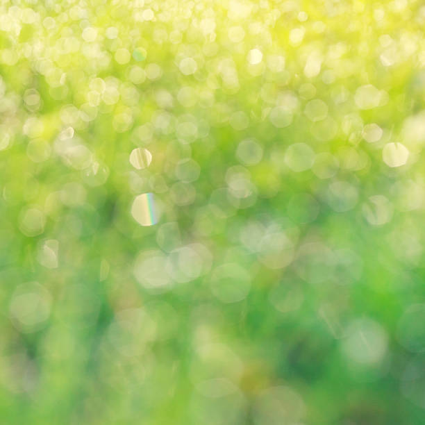 istock drops of dew on a green grass bokeh 512432970