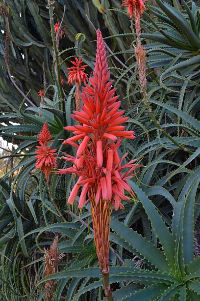 istock thickets of blooming aloe 512433144