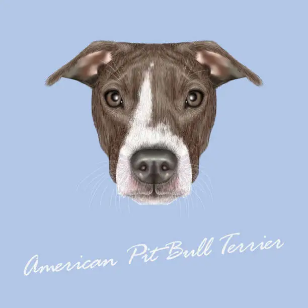 Vector illustration of American Pit Bull Terrier Portrait