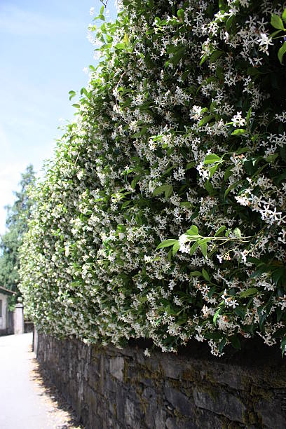 istock White blooming jasmine hedge in spring, Piedmont Italy 512435996