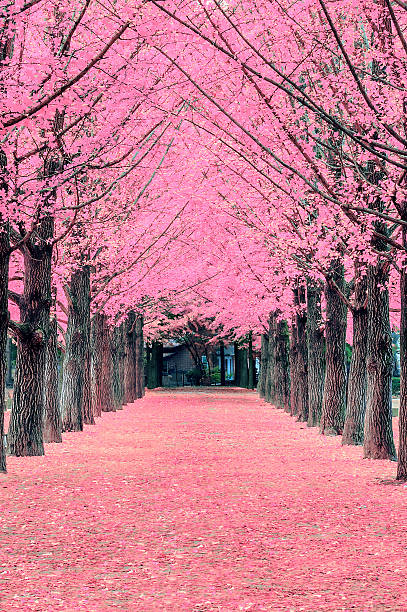 Pink tree,Nami Island in Korea