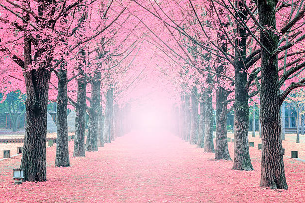 istock Pink tree,Nami Island in Korea 512436262