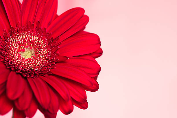 istock Red gerbera flower on the pink background 512436544