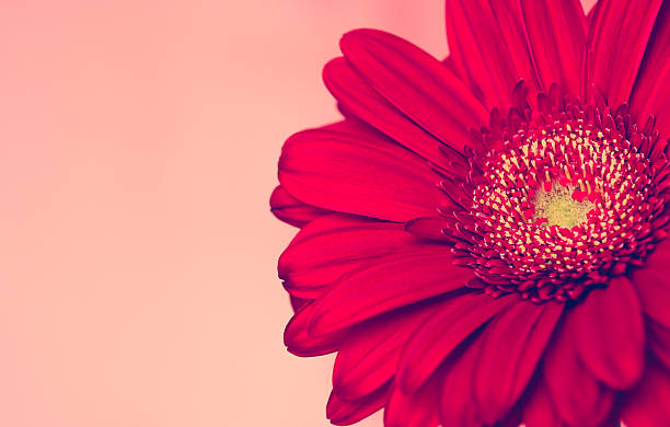 istock Red gerbera flower on the pink background 512436622
