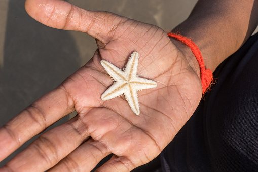 Indian man holding small wet starfish on the palm upside down