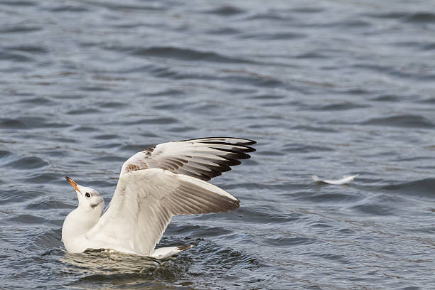 istock Close up view of seagull 512439016