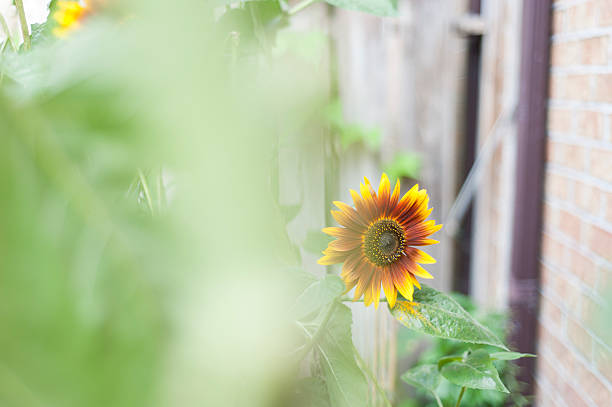 Sunflowers growing in a backyard garden
