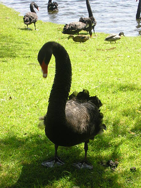 istock Black Swans, New Zealand 512439162
