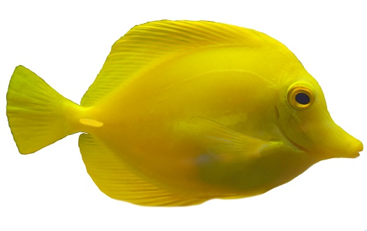 yellow tang on a white background
