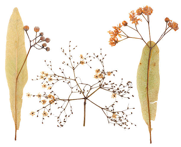 istock Plant inflorescence isolated 512439818