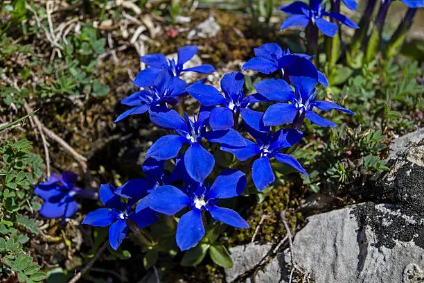 The Spring Gentian  called Gentiana Verna is also  one of the smallest gentians.