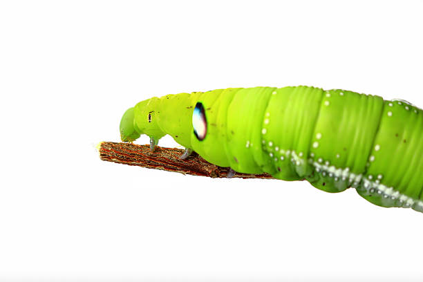 istock green caterpillar isolated on white background 512440742